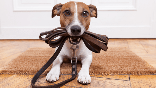 choosing a vegan leather dog harness